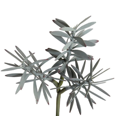 Succulent Pick - Gray - New Growth Designs