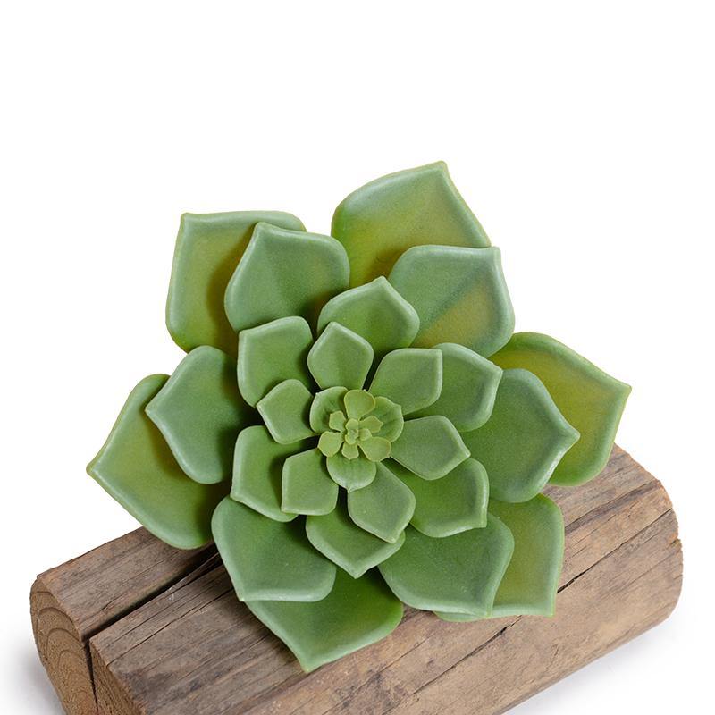 echeveria succulent tall Echeveria Succulent Pick 7" – New Growth Designs