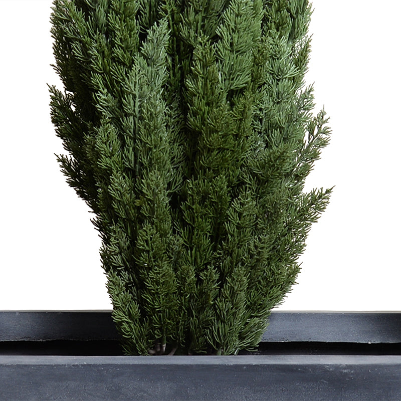 Italian Cypress x3 in 65" Planter - 68"H