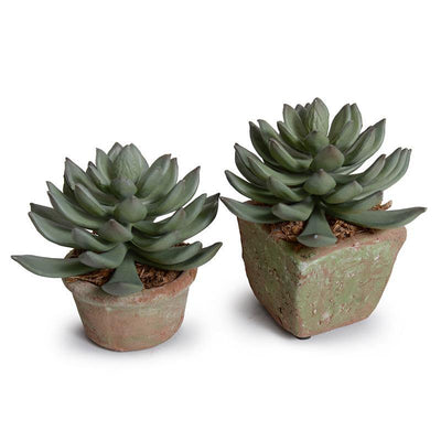 Pachyphytum Succulent in Rustic Terracotta - New Growth Designs