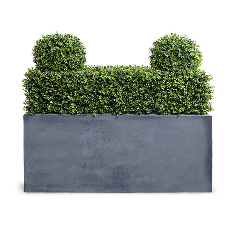 Boxwood Hedge in Planter 32"H