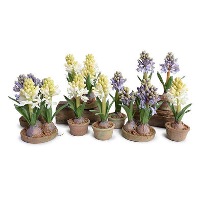 Hyacinth Bulb x3 in Terracotta Dish - Blue - New Growth Designs
