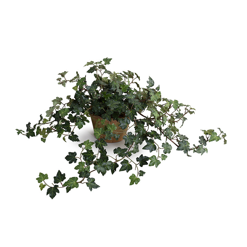 Ivy Plant in Clay Pot 9