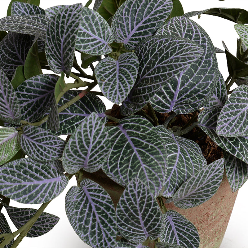Fittonia (Mosaic) Plant in Clay Pot