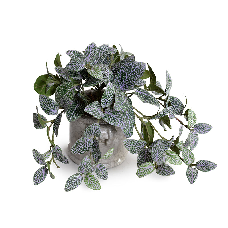 mosaic plant indoor Fittonia (Mosaic) Plant in Glazed Clay Jar 9"H – New Growth Designs