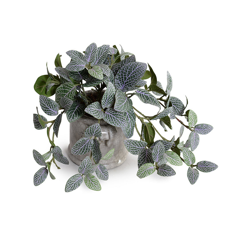 Fittonia (Mosaic) Plant in Glazed Clay Jar