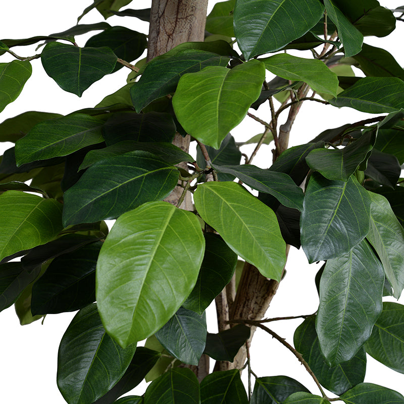 Banyan Tree w/Natural Trunk 8'H