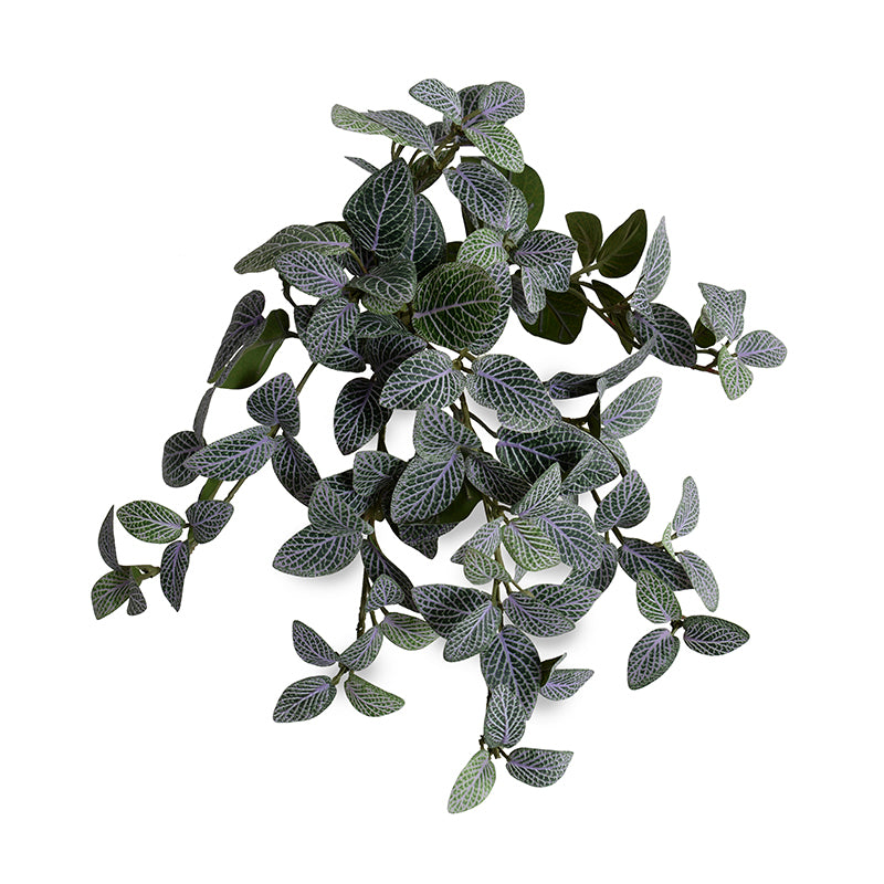hanging fittonia plant Fittonia (Mosaic) Bush 10"L – New Growth Designs