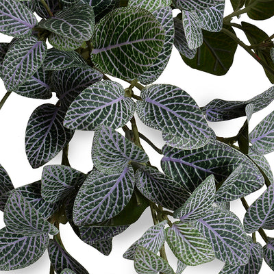Fittonia (Mosaic) Bush 10"L - Green-purple