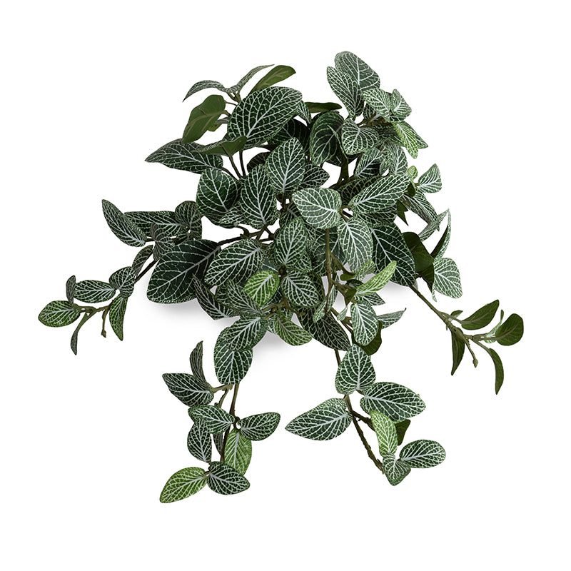 Fittonia (Mosaic) bush, 10"L - Green-white