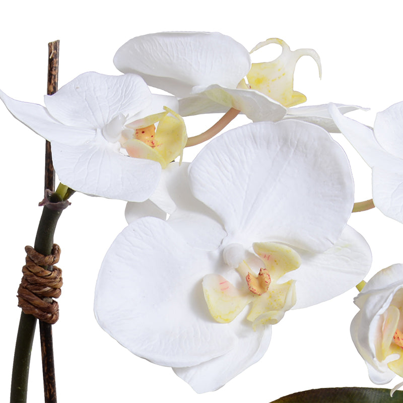 Mini Phalaenopsis Orchid x1 in Egg Vase, 13"H - White