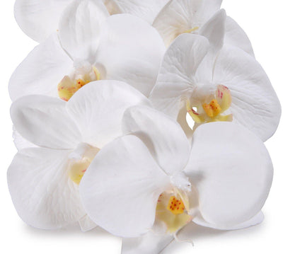 Orchid x 6 Stem, 22"L - Phalaenopsis - New Growth Designs