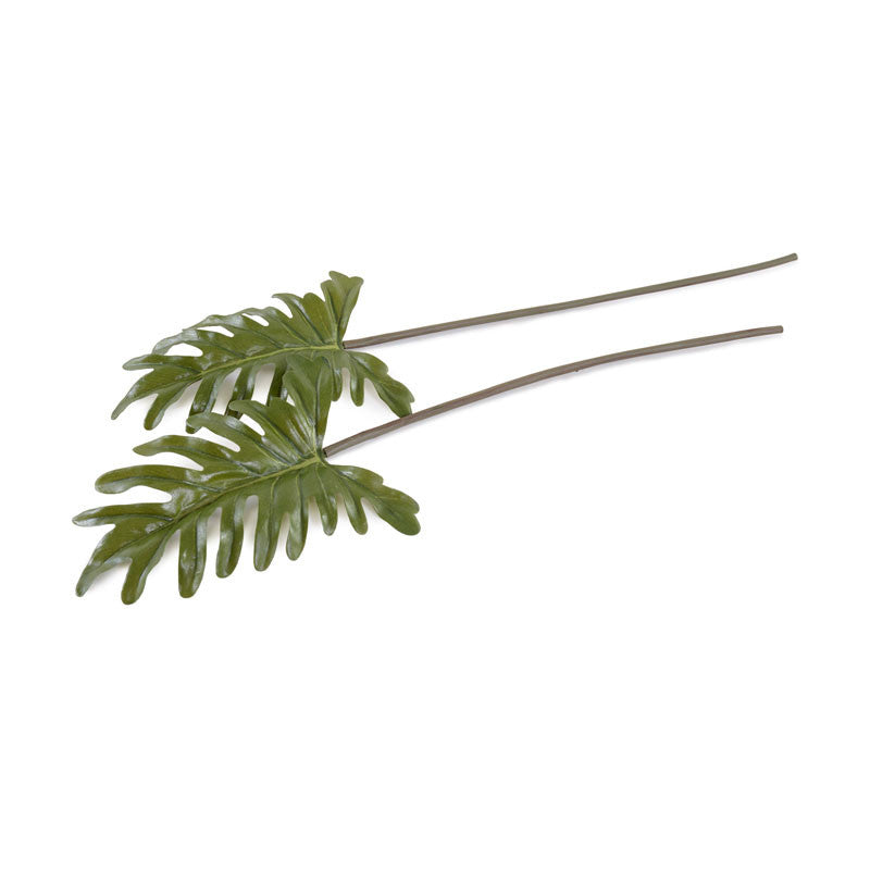 philodendron — The Midwestern Jungle