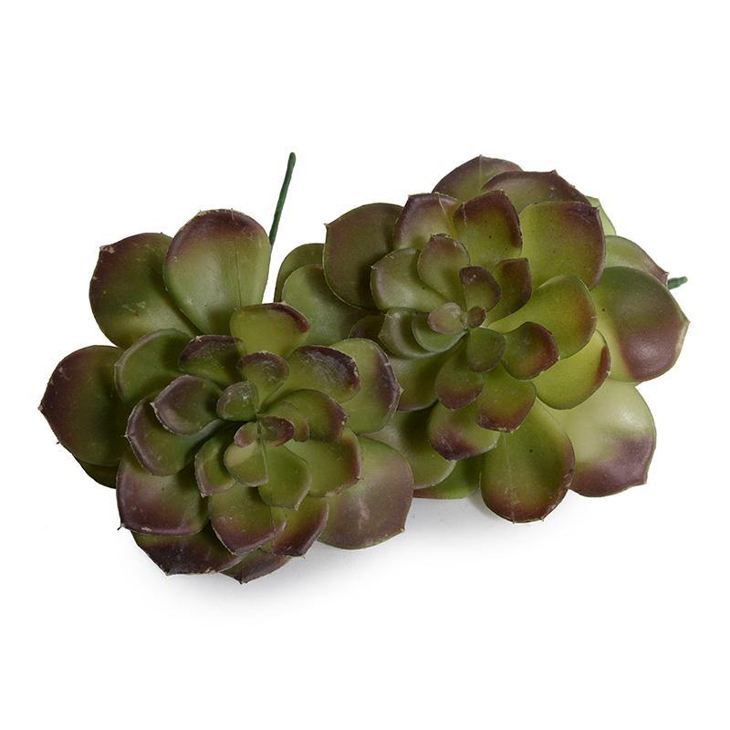 brown and green succulent Echeveria Succulent