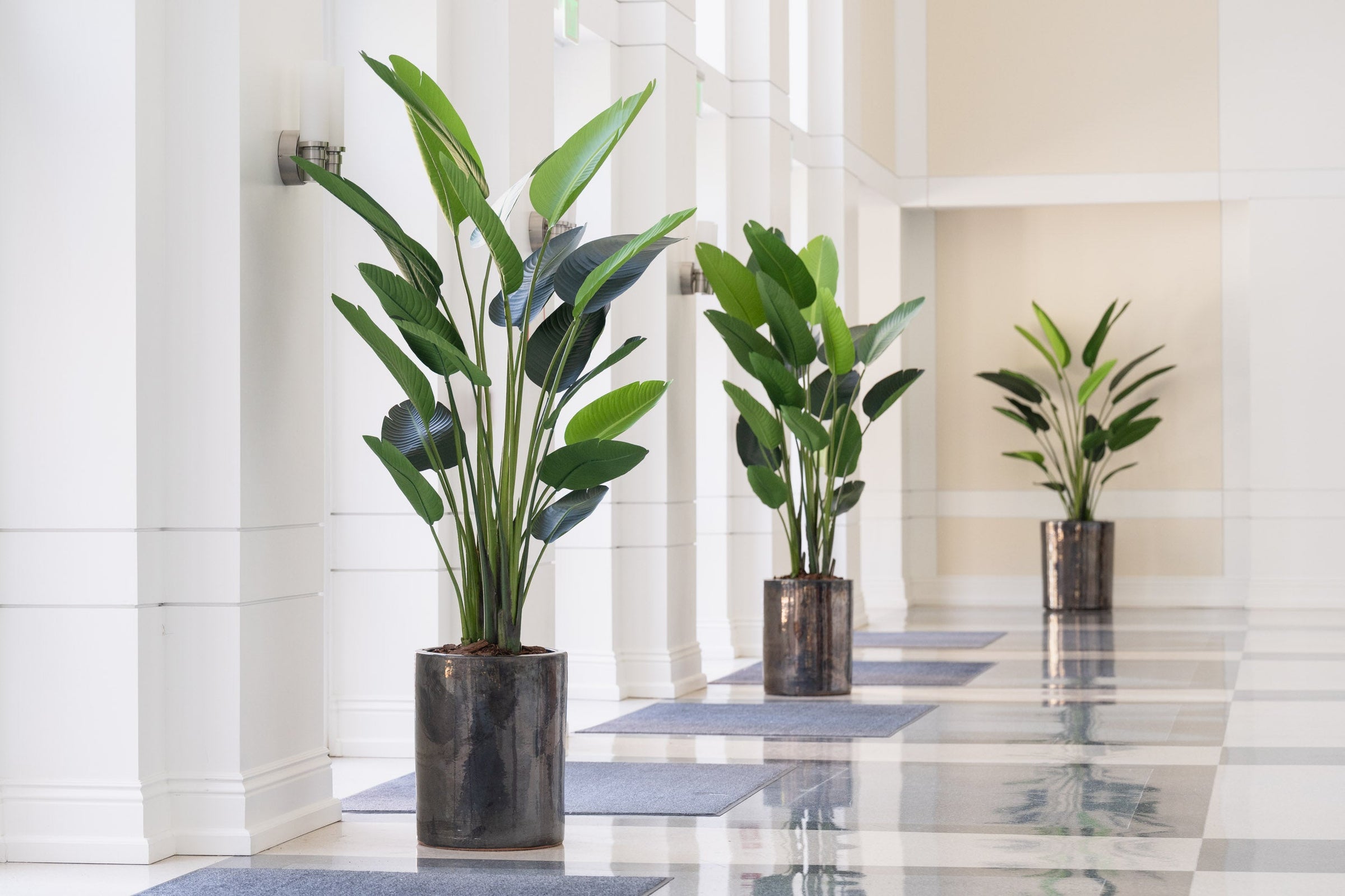 care outdoor pot philodendron selloum plant Philodendron Selloum Plant – Plant It Tampa Bay main image 1
