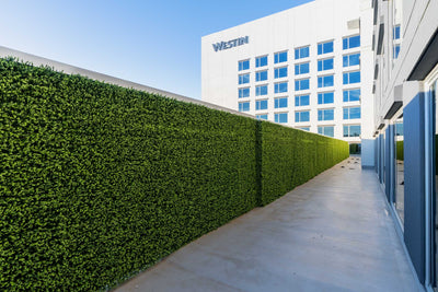 Long Row of Outdoor UV Resistant Artificial Green Wall Panels Outside Westin Hotel - New Growth Designs