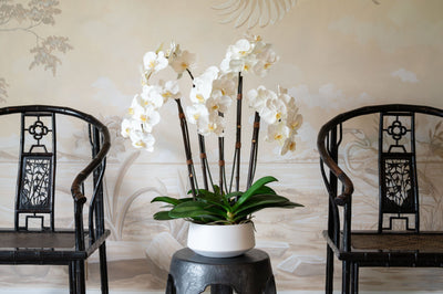 Luxury White Wholesale Artificial Orchid Plant in White Pot Between Two High-End Wooden Chairs in Front of Floral Wall Decor - New Growth Designs