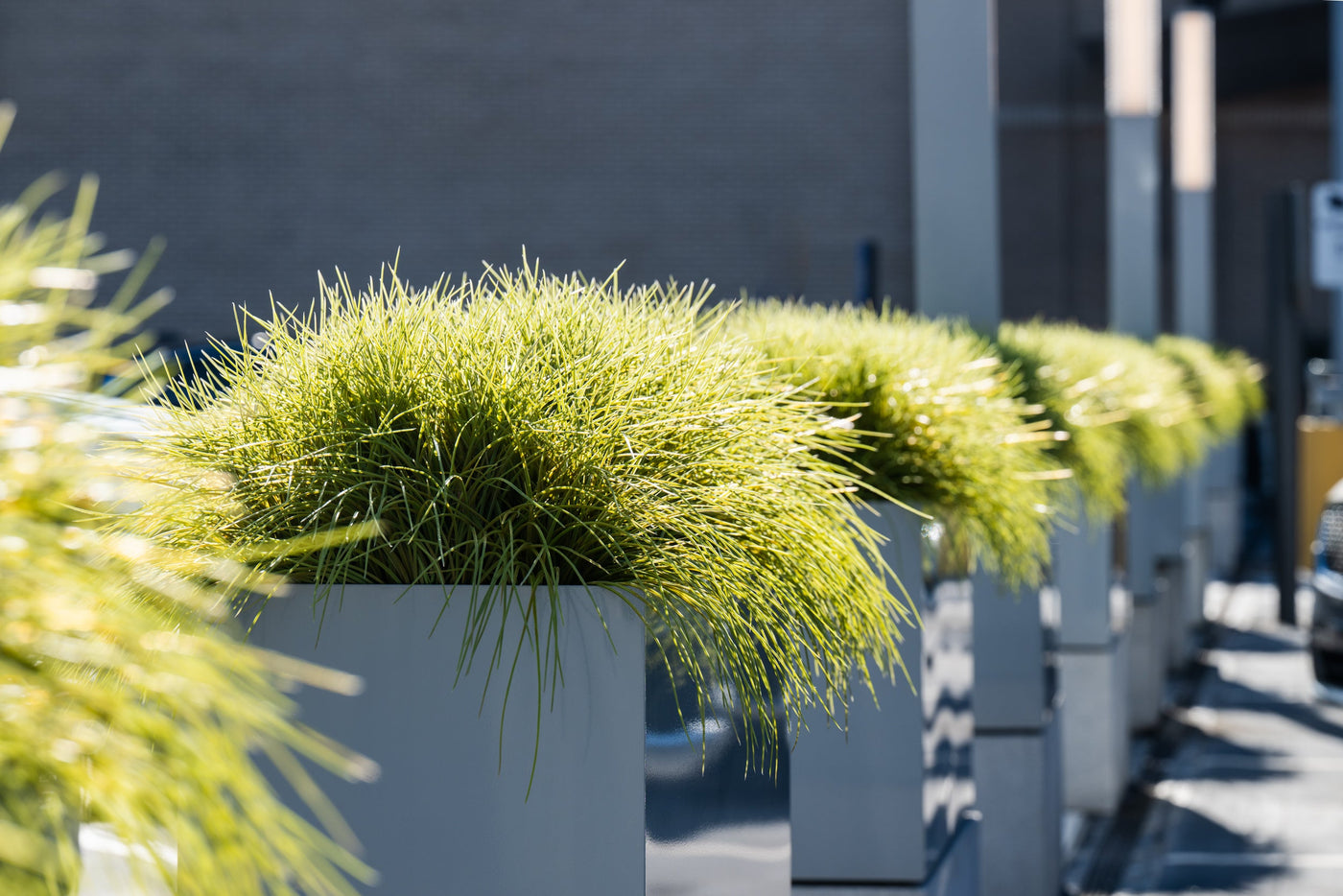 Row of Yellow-Green Faux Ornamental Tall Grass Plants in Planters Outdoors – Enduraleaf by New Growth Designs