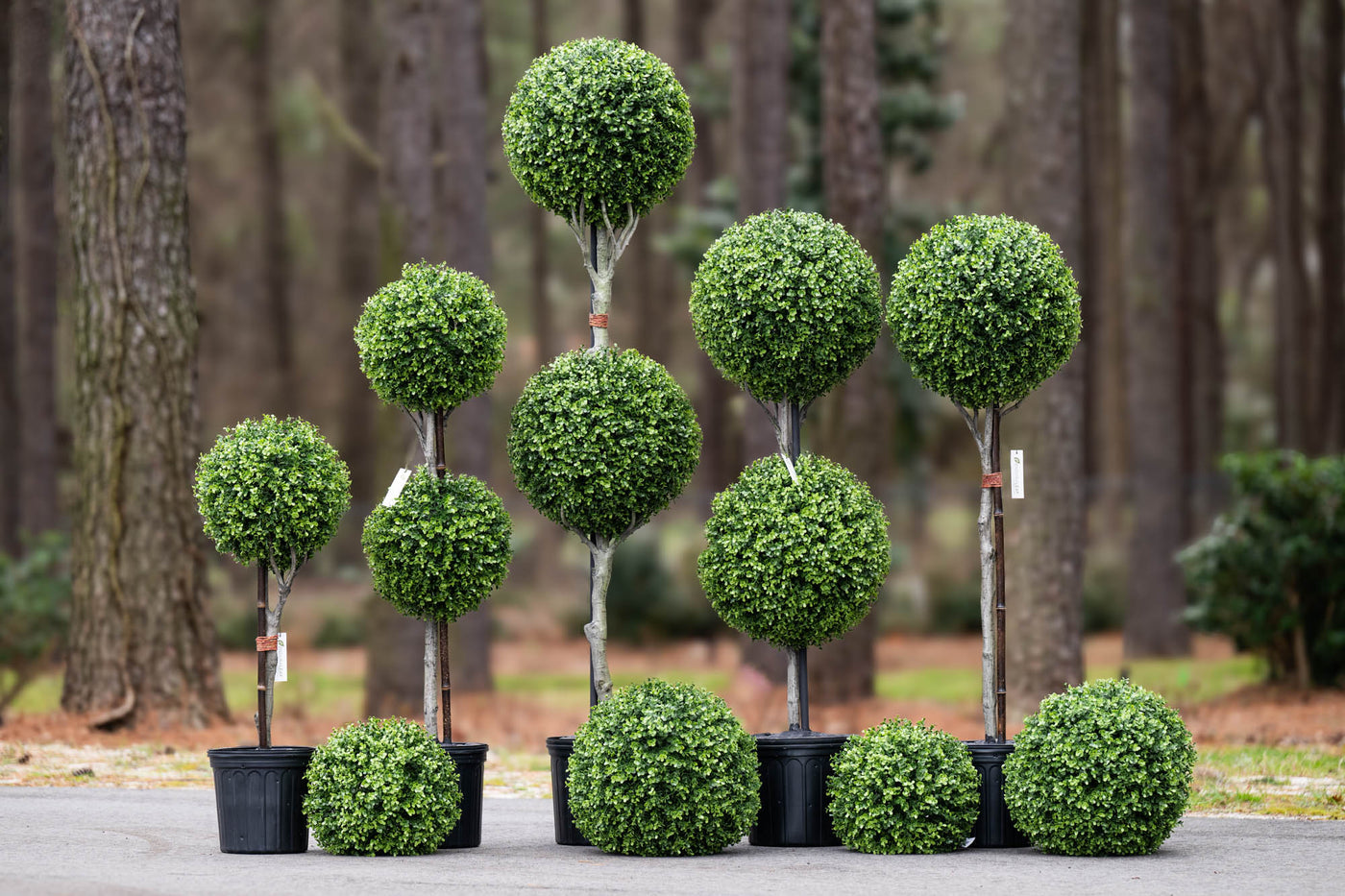 Group of UV Resistant Artificial Topiary Ball Trees in Various Sizes - New Growth Designs