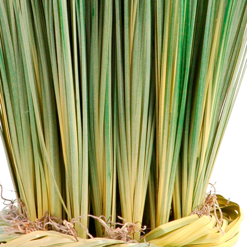 Onion Grass in Terra Cotta Pot