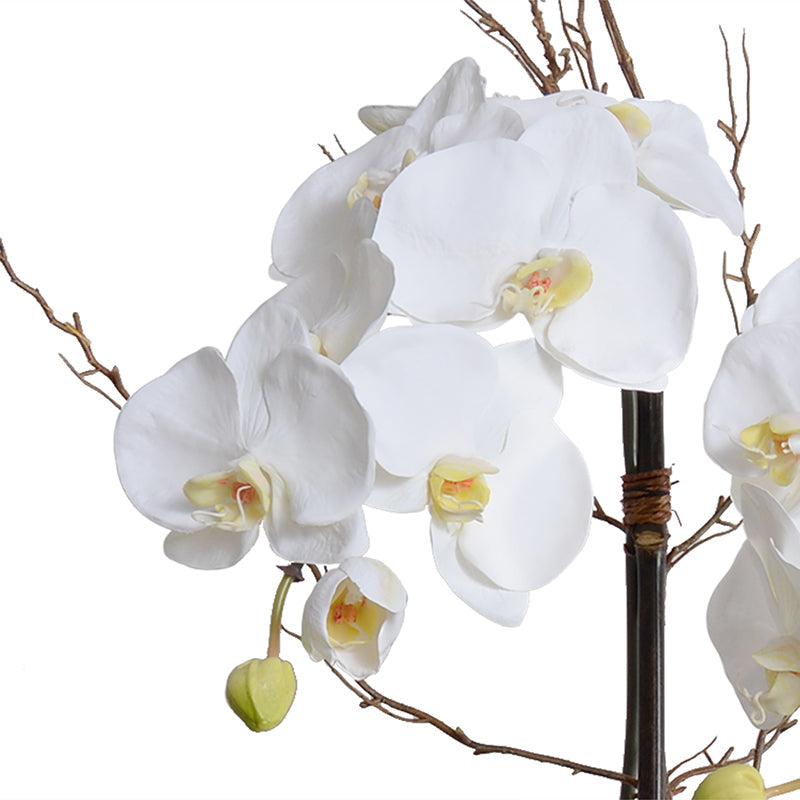 Phalaenopsis Orchid x2 w/Willow in synthetic wicker, 36"H - White