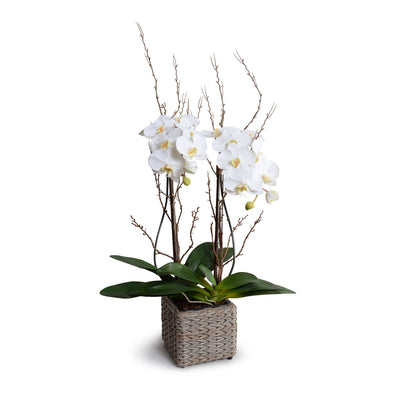 Phalaenopsis Orchid x2 w/Willow in synthetic wicker, 36"H - White