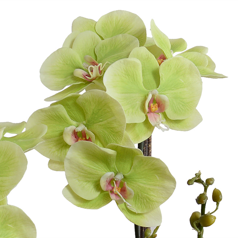 Phalaenopsis Orchid x5 Orchid in Ceramic - Green