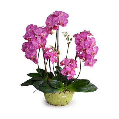 Phalaenopsis Orchid x5 in Glazed Bowl -Fuchsia