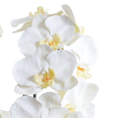 Phalaenopsis Orchid x5 in Glazed Bowl -White