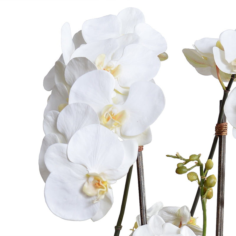 Phalaenopsis Orchid x5 in Glazed Bowl -White