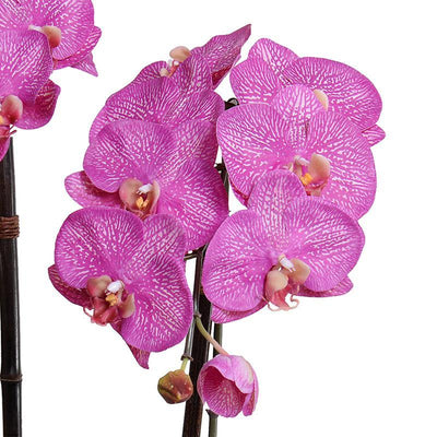 Phalaenopsis Orchid x2 in Terracotta 30"H