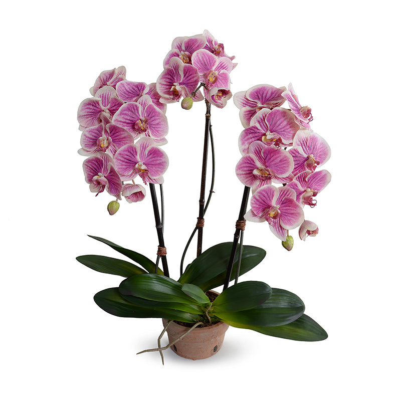 Orchids – New Growth Designs