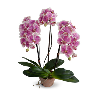 Phalaenopsis Orchid x3 in Rustic Terracotta - White