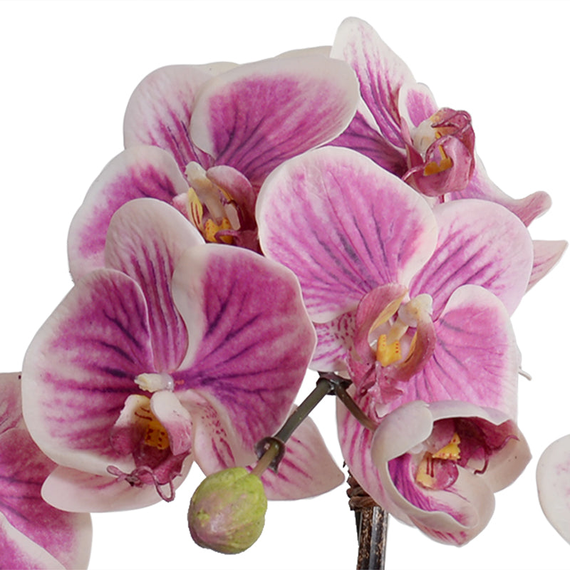 Phalaenopsis Orchid x3 in Rustic Terracotta - White