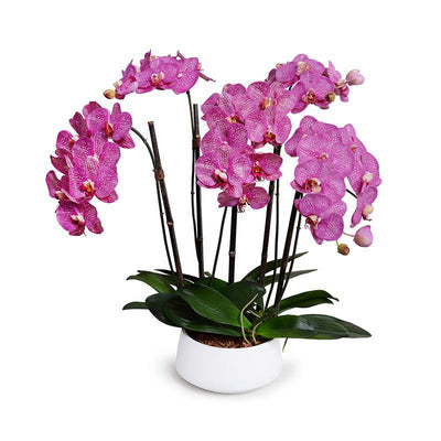 Phalaenopsis Orchid x5 in White Ceramic Bowl 30"H