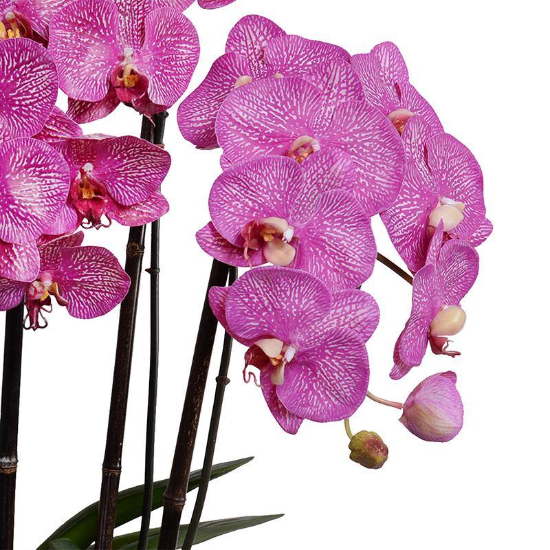 Phalaenopsis Orchid x5 in White Ceramic Bowl 30"H