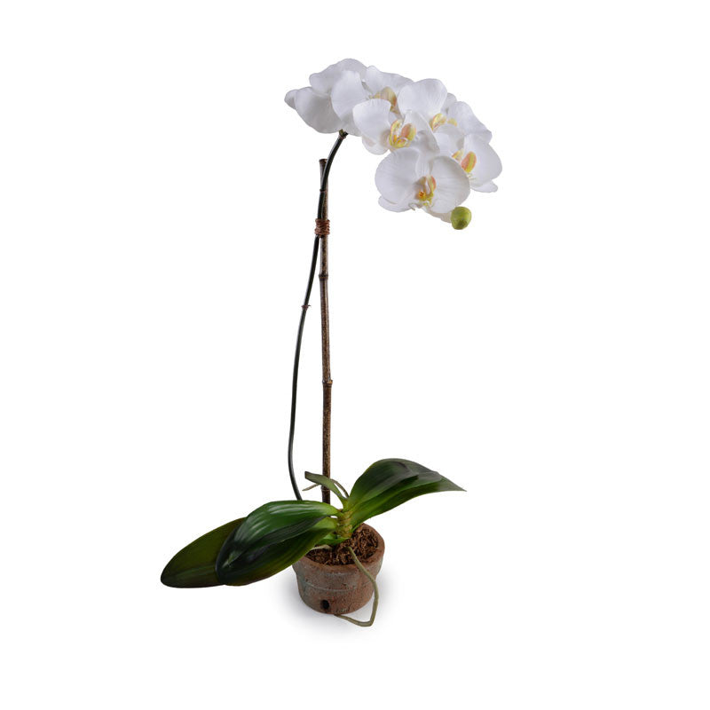Phalaenopsis Orchid in x1 Terracotta 28"H