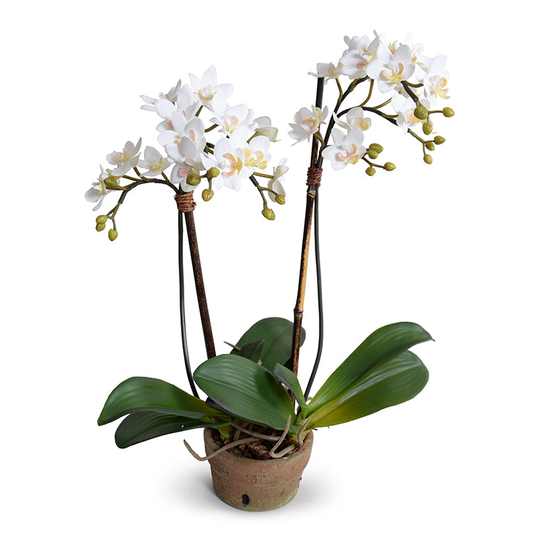 Phalaenopsis Orchid x2 in Terracotta 17"H