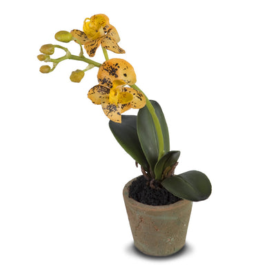 Mini Orchid Assortment