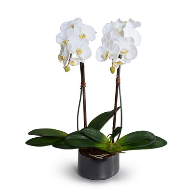 Phalaenopsis Orchid x2 in Porcelain Bowl 28"H