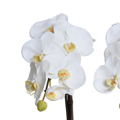 Phalaenopsis Orchid x2 in Porcelain Bowl 28"H