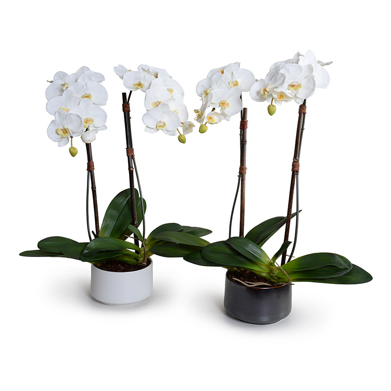 Phalaenopsis Orchid x2 in Porcelain Bowl 28"H