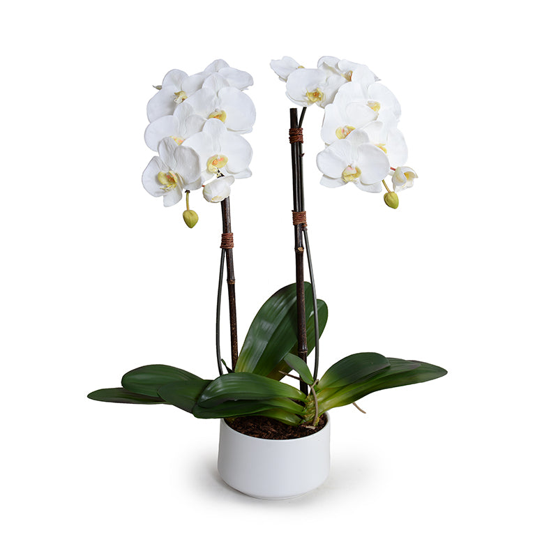 Phalaenopsis Orchid x2 in Porcelain Bowl 28"H