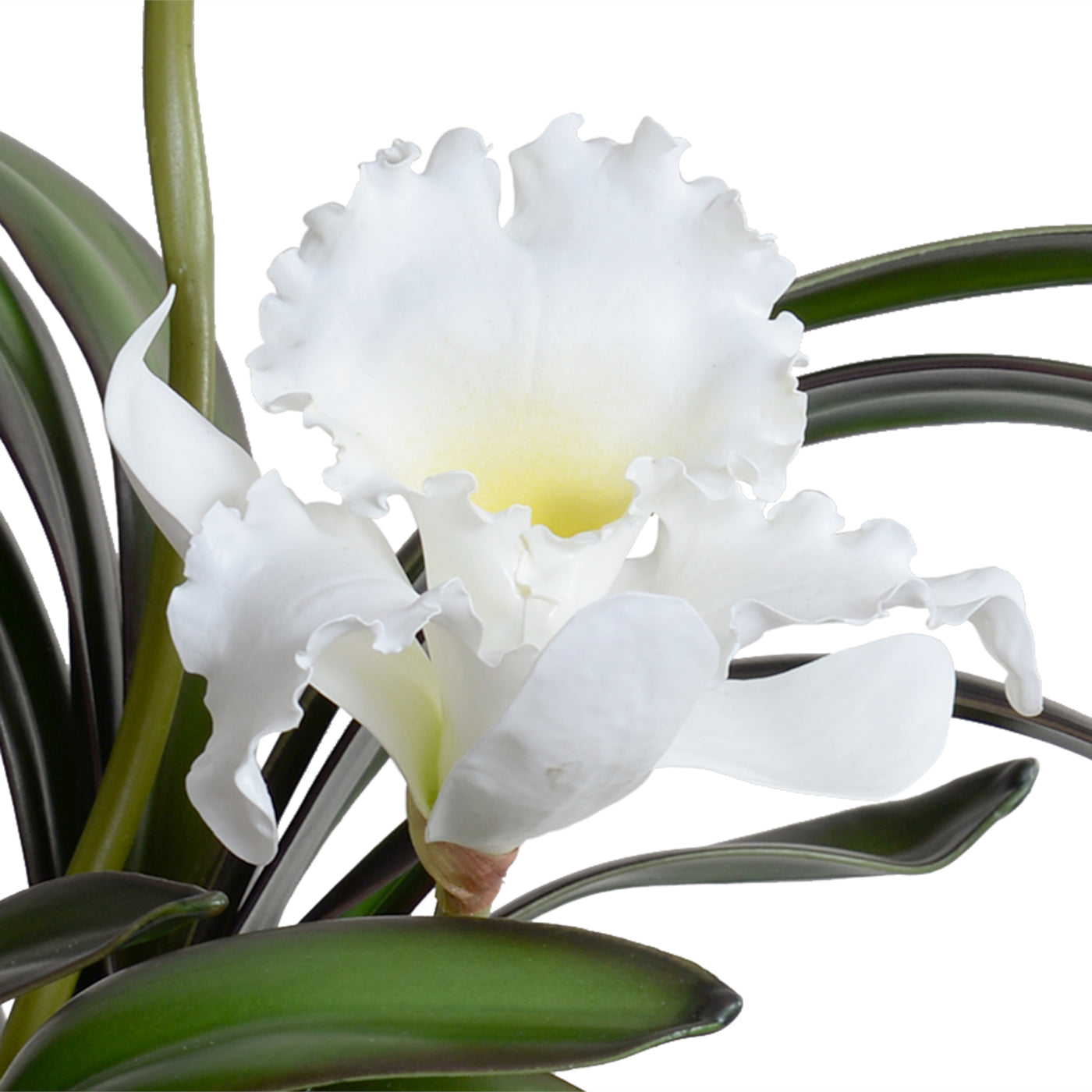 Cattleya Orchids in Black Ceramic - White