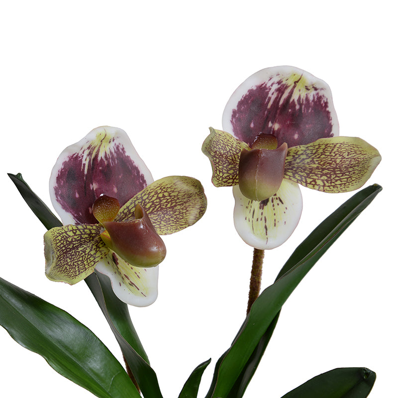 Lady's Slipper Orchid 15"H