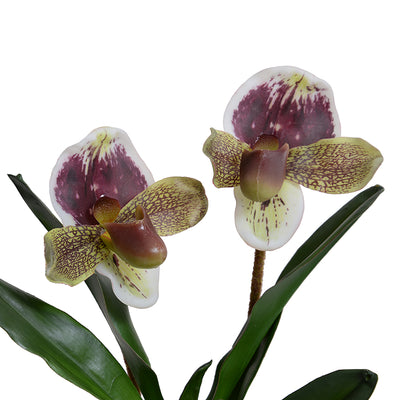 Lady's Slipper Orchid 15"H