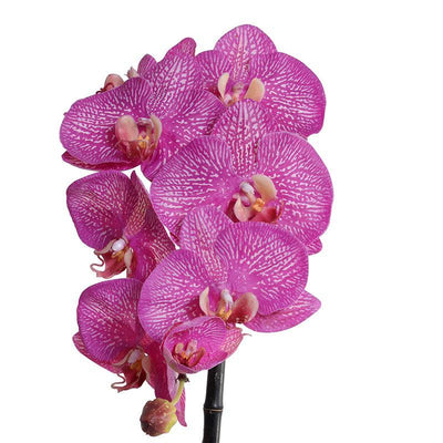 Phalaenopsis Orchid x1 in White Ceramic 27"H