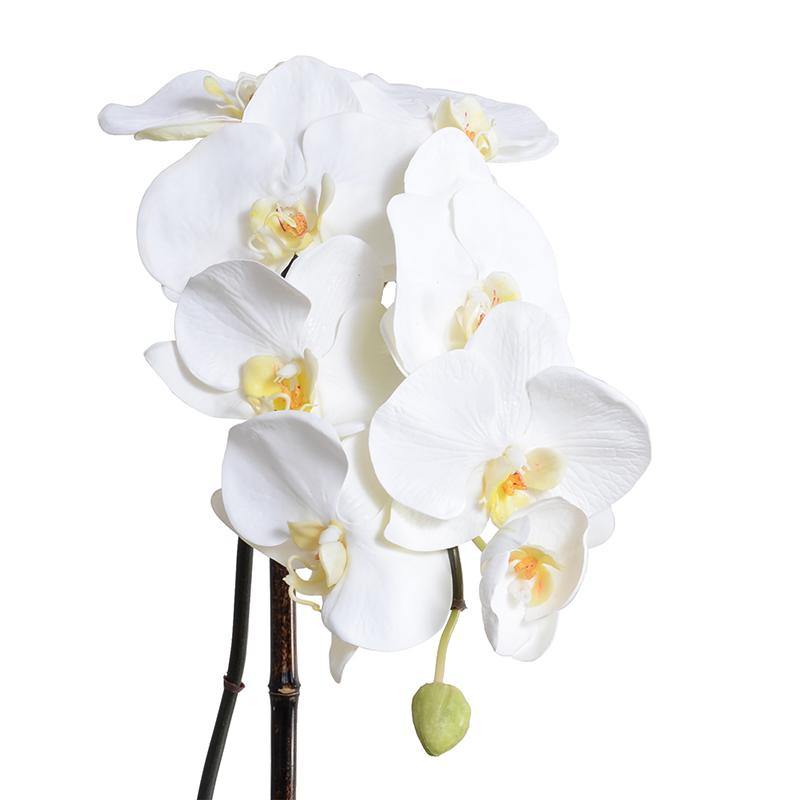 Phalaenopsis Orchid x1 in Black Ceramic 27"H