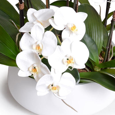 Phalaenopsis Orchid x9 in White Bowl 20"H