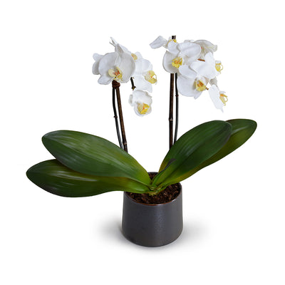 Phalaenopsis Orchid x2 in Porcelain Vase 18"H